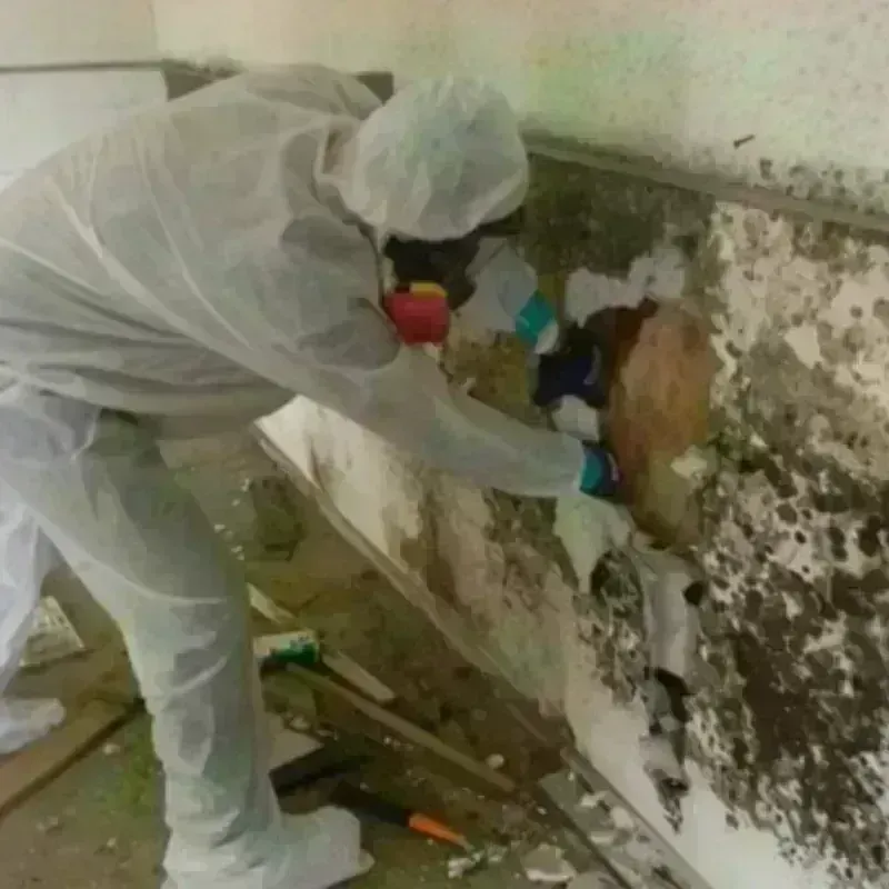 Mold Remediation and Removal in Nurillo, TX